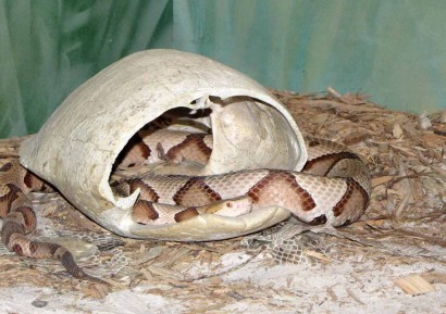 Copperhead snake (Agkistrodon contortrix)