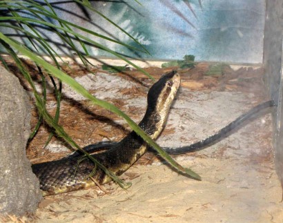 Eastern Cottonmouth (Agkistrodon piscivorus)