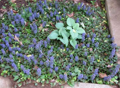Ajuga and Hosta (Fragrant Blue)