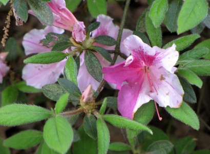 Azalea 'Autumn Twist'