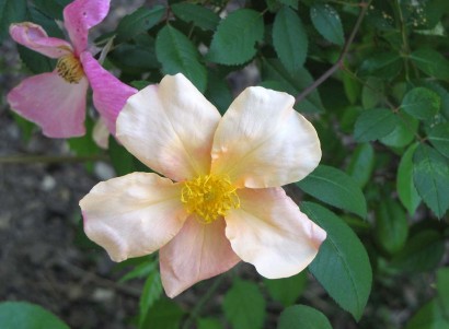 Butterfly Rose (Rosa chinensis var. mutabilis)
