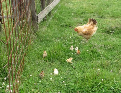 baby chickens following hen hen and chicks