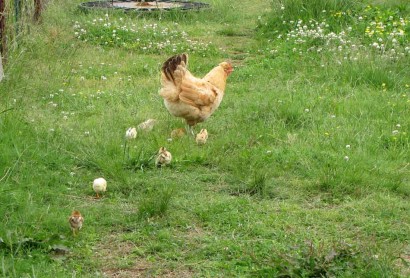 Baby chickens and hen walking through grass. 7 chicks and hen