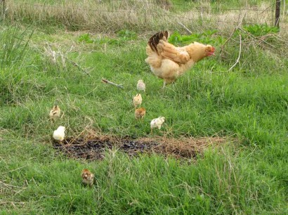 Seven baby chickens and mama hen. 7 chicks and 1 hen