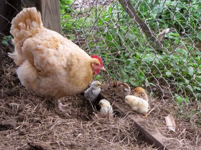 5 chicken babies and their mama hen
