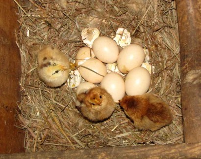 chicken babies - 3 chicks 3 chicks