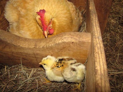 Chicken babies and hen 3 chicken babies