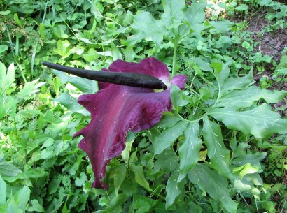 Voodoo Lily in bloom