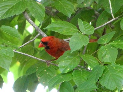 red bird
