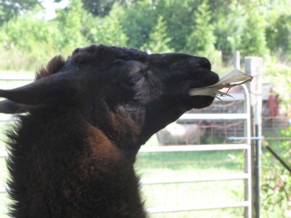 llama eating corn husk