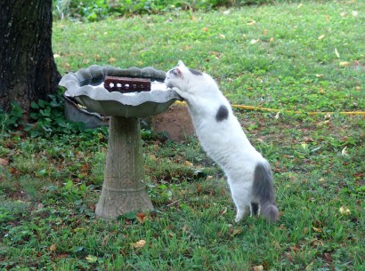cat in yard