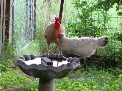 rooster and hen