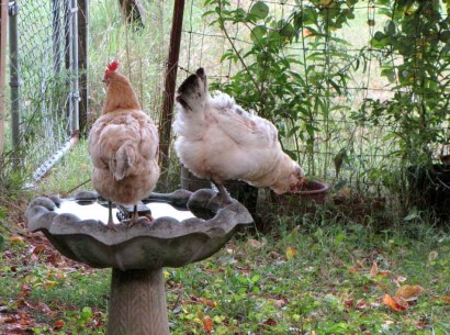 chicken hens