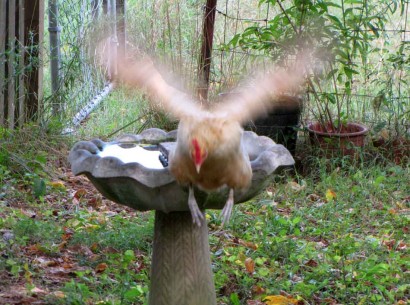 chicken jumping off bird bath