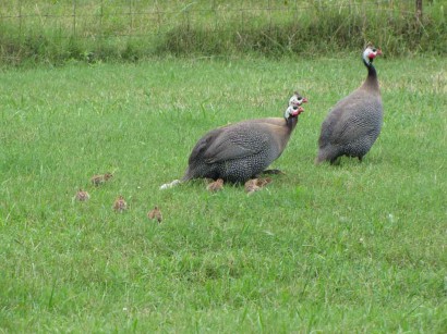 Guinea fowl