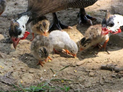 Guinea Fowl Birds