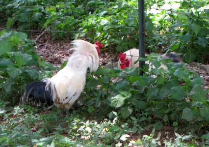 2 roosters fight