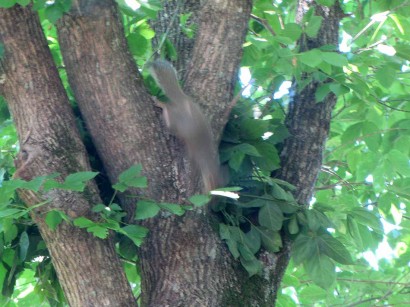 squirrel leap