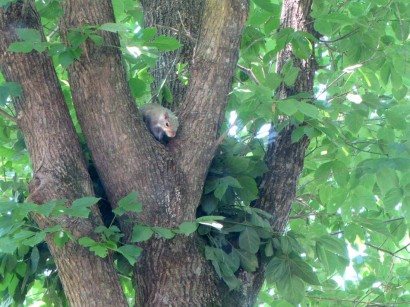 squirrel by nest