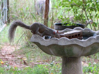 squirrel on birdbath