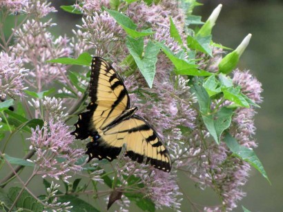 yellow butterfly