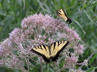 yellow butterflies