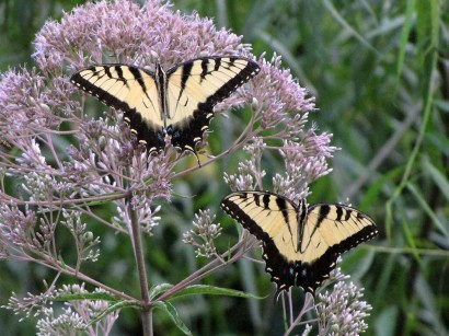 yellow butterflies