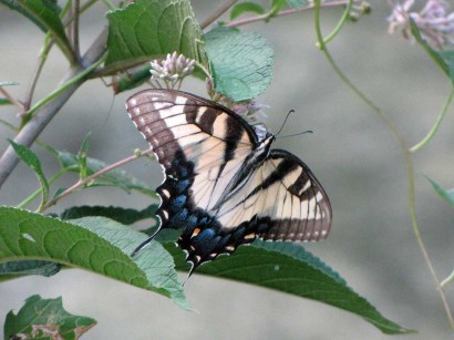 yellow buttefly
