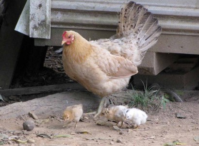 hen and chicks