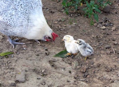 mother chicken with 2 baby chickens