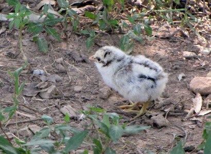 baby chicken