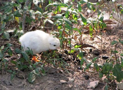 baby chicken