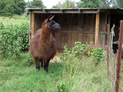 boy llama