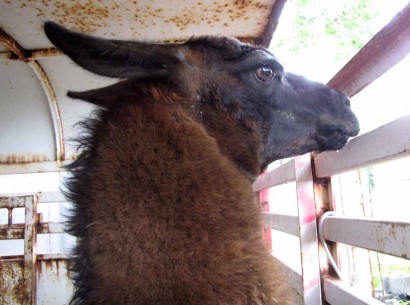 head of boy llama