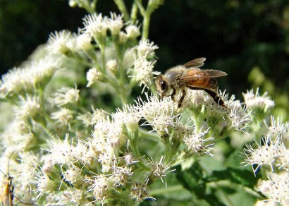 Bee on white plant. honeybee