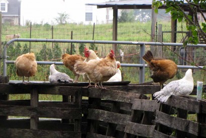 Chickens sitting in the rain. chicken birds