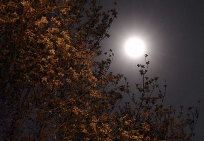 Night with full moon. trees and moon