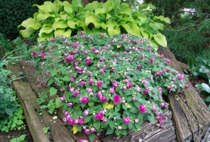 Flowers and hosta. flowerbed
