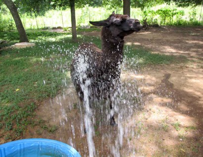 Llama getting sprayed with water. wet llama