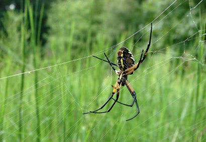 Black and Yellow Garden Spider (Argiope aurantia) Garden spider on web