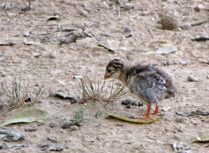 baby guinea bird