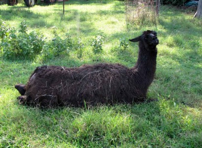 kushed llama