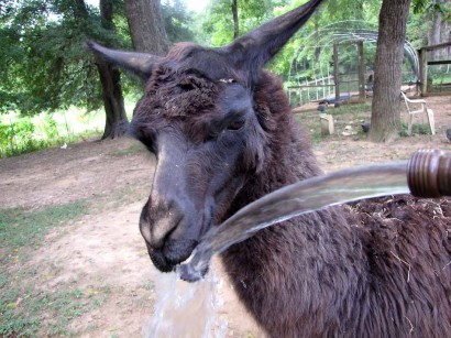 llama and water hose
