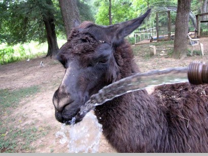 llama with water splashing on nose