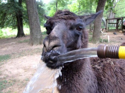 llama drink