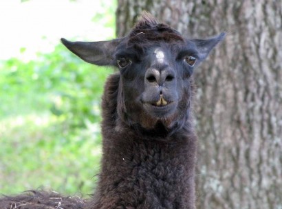black llama