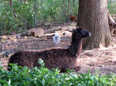 black llama