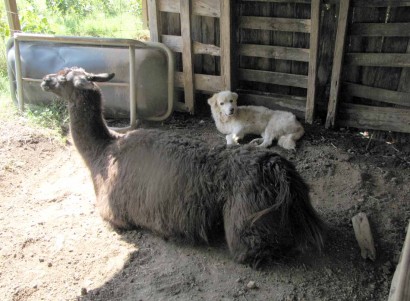 llama kushed, dog beside her