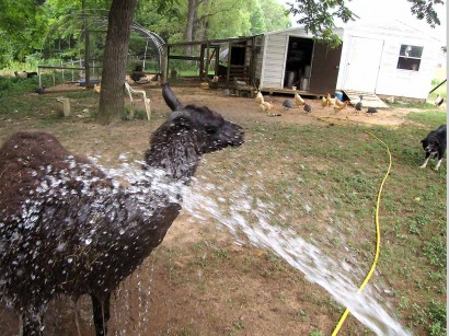 llama getting a shower