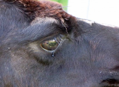 llama eye